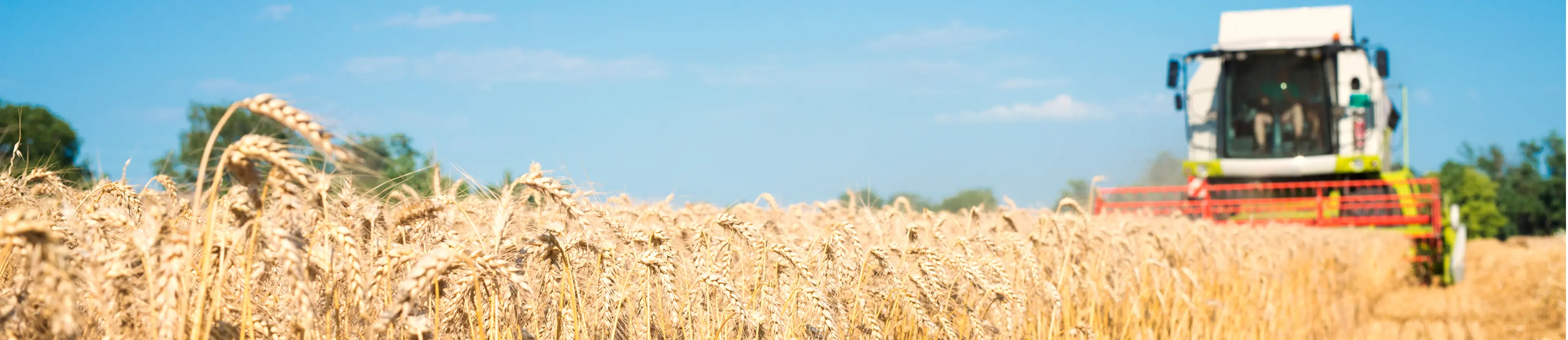 Консультация и сопровождение инвесторов командой AGROVELES